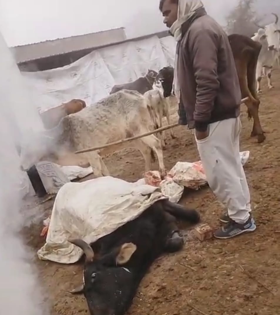 कुदारी गौशाला की बदहाली उजागर, वायरल वीडियो से मचा हड़कंप news image IMG-20251231-WA0002