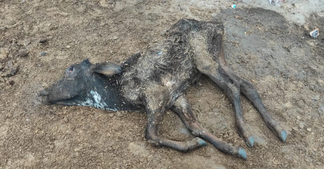 जालौन के तीतरा खलीलपुर गोशाला में ठंड से मृत गोवंश