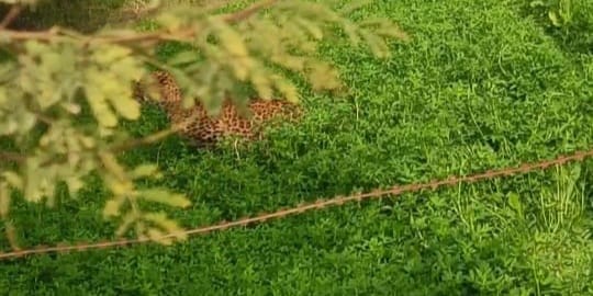 जालौन के कोंच में रवा गांव के खेत में बैठा हुआ तेंदुआ