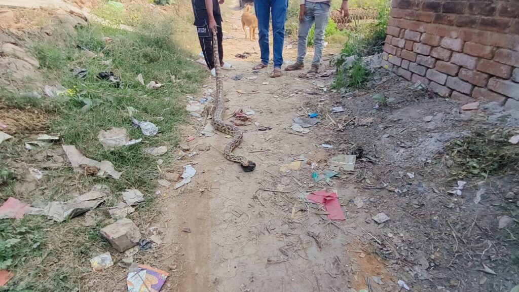 जालौन के देवगांव में घर के अंदर मिला 15 फीट लंबा विशाल अजगर।