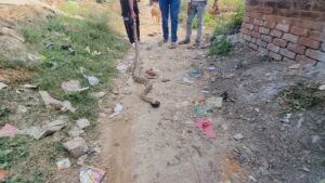 जालौन के देवगांव में घर के अंदर मिला 15 फीट लंबा विशाल अजगर।