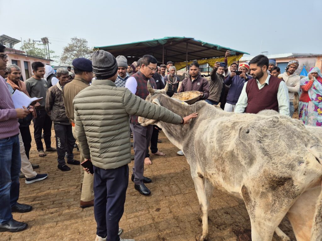जालौन के जिलाधिकारी राजेश कुमार पाण्डेय बबीना गौशाला में गोवंशों को गुड़ खिलाते और दुलार करते हुए, साथ में पुलिस अधीक्षक डॉ. दुर्गेश कुमार।