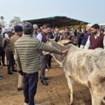 जालौन के जिलाधिकारी राजेश कुमार पाण्डेय बबीना गौशाला में गोवंशों को गुड़ खिलाते और दुलार करते हुए, साथ में पुलिस अधीक्षक डॉ. दुर्गेश कुमार।