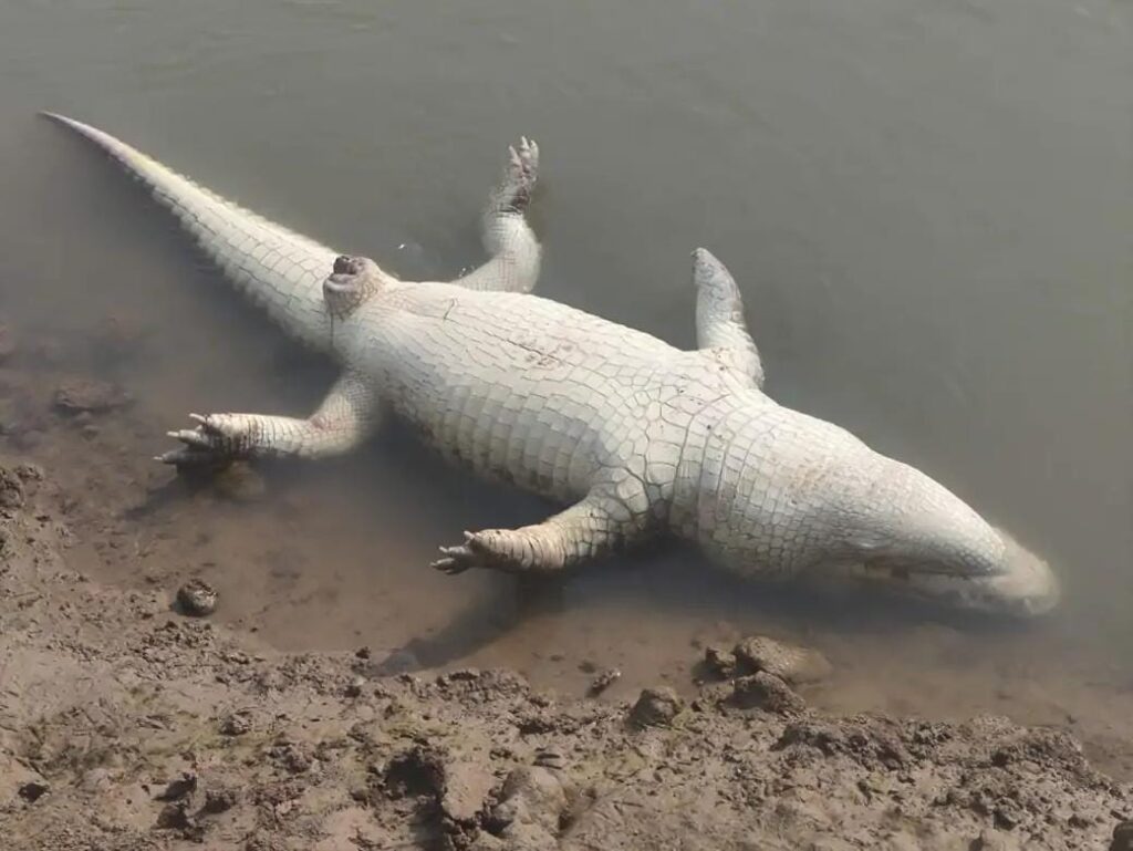 जालौन: पहूज नदी में मृत मगरमच्छ मिलने से सनसनी, तटीय गांवों में दहशत का माहौल; प्रशासन पर लापरवाही का आरोप news image जालौन के रामपुरा ब्लॉक में बुढेरा गांव के पास पहूज नदी के किनारे पड़ा मृत मगरमच्छ और उसे देखने के लिए जमा हुए ग्रामीण