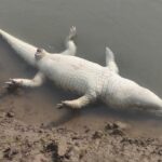 जालौन: पहूज नदी में मृत मगरमच्छ मिलने से सनसनी, तटीय गांवों में दहशत का माहौल; प्रशासन पर लापरवाही का आरोप जालौन के रामपुरा ब्लॉक में बुढेरा गांव के पास पहूज नदी के किनारे पड़ा मृत मगरमच्छ और उसे देखने के लिए जमा हुए ग्रामीण