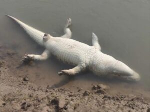 जालौन के रामपुरा ब्लॉक में बुढेरा गांव के पास पहूज नदी के किनारे पड़ा मृत मगरमच्छ और उसे देखने के लिए जमा हुए ग्रामीण