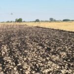 जालौन के सिरसा कलार में शॉर्ट सर्किट से जलकर राख हुई गेहूं की फसल के पास खड़ा हताश किसान परिवार