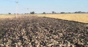 जालौन के सिरसा कलार में शॉर्ट सर्किट से जलकर राख हुई गेहूं की फसल के पास खड़ा हताश किसान परिवार