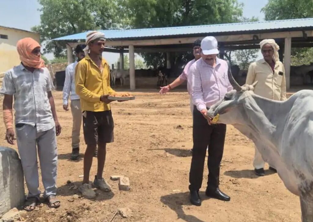 जालौन के जिलाधिकारी राजेश कुमार पाण्डेय डकोर के पिया निरंजनपुर गौशाला में गोवंशों को गुड़ खिलाते हुए और व्यवस्थाओं का निरीक्षण करते हुए।