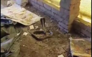 जालौन के कोंच में मुर्गी पालन फार्म से पकड़ा गया 7 फुट लंबा जहरीला काला कोबरा सांप