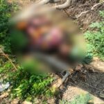 जालौन के कुठौंद में नहर किनारे झाड़ियों में मिला पूर्व प्रधान देव सिंह का सड़ा-गला शव, मौके पर जांच करती पुलिस और फोरेंसिक टीम।
