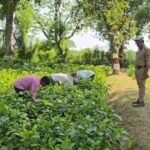 बुंदेलखंड में जालौन ने रचा इतिहास: फॉरेस्ट सर्वे रिपोर्ट में वन क्षेत्र बढ़ाने में मिला दूसरा स्थान, 6.41 वर्ग किमी बढ़ा जंगल जालौन के नए विकसित हरित क्षेत्र में कतारबद्ध लहलहाते हुए पौधे और निरीक्षण करते वन विभाग के अधिकारी।