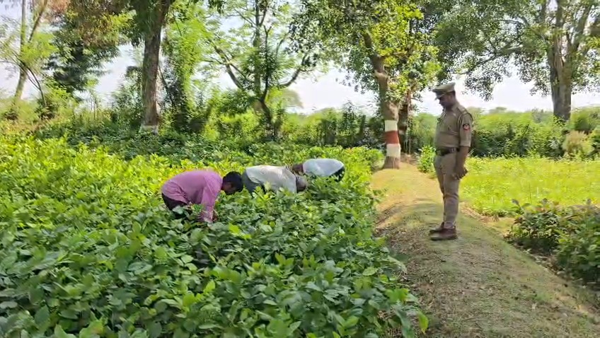 बुंदेलखंड में जालौन ने रचा इतिहास: फॉरेस्ट सर्वे रिपोर्ट में वन क्षेत्र बढ़ाने में मिला दूसरा स्थान, 6.41 वर्ग किमी बढ़ा जंगल news image जालौन के नए विकसित हरित क्षेत्र में कतारबद्ध लहलहाते हुए पौधे और निरीक्षण करते वन विभाग के अधिकारी।
