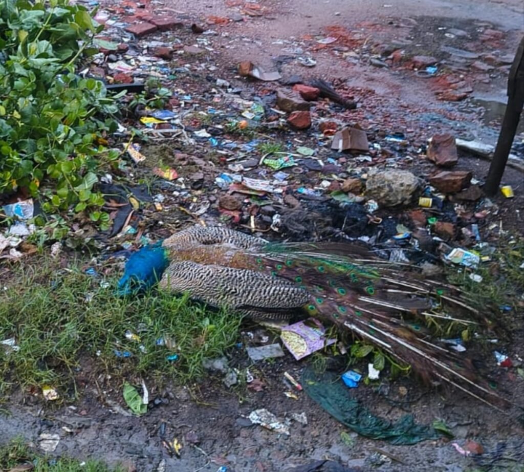 जालौन के कोंच क्षेत्र में हाईटेंशन लाइन से टकराने के बाद मृत अवस्था में पड़ा राष्ट्रीय पक्षी मोर, मौके पर जांच करती वन विभाग की टीम।