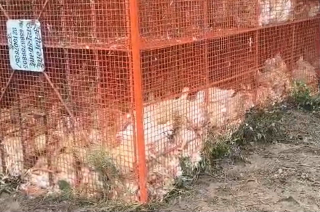 भदारी गांव के पास पानी भरी खंती में पलटी मुर्गों से लदी लोडर
