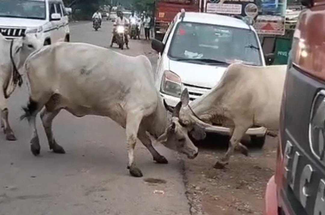 जालौन के कोंच में सीएचसी के पास सड़क पर लड़ते हुए दो गोवंश