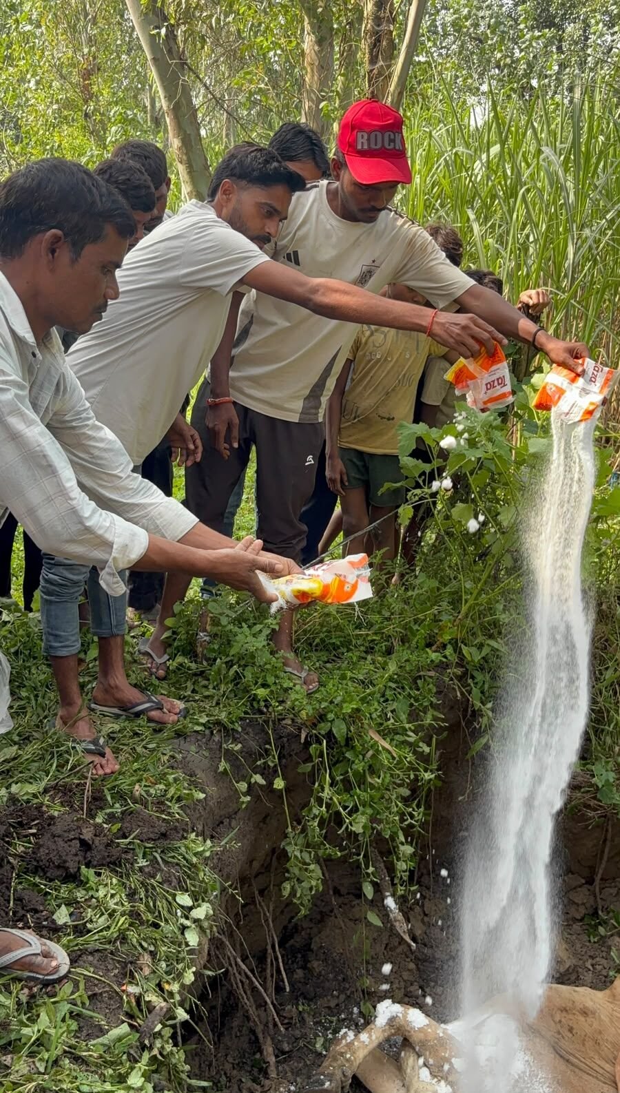 बरेली: अज्ञात वाहन की टक्कर से गोवंश की मौत, हिंदू संगठनों ने कराया अंतिम संस्कार