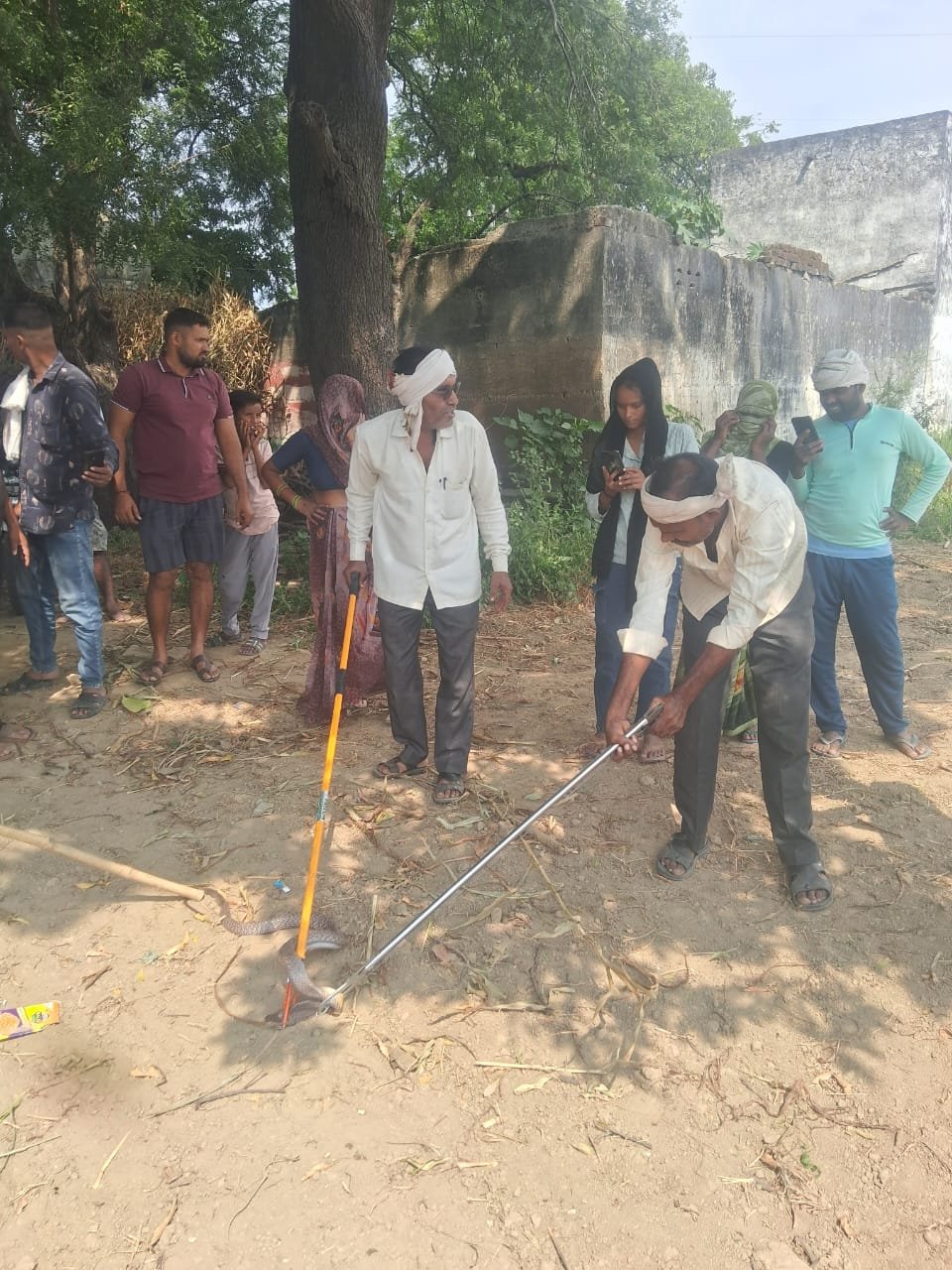 फतेहाबाद के ग्राम रनपुरा में पेड़ पर लटके हुए सांप को देखने के लिए एकत्र ग्रामीण